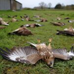 Une vingtaine de buses retrouvées empoisonnées dans un champ de lʼAveyron un agriculteur en garde à vue
