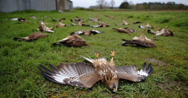 Une vingtaine de buses retrouvées empoisonnées dans un champ de lʼAveyron un agriculteur en garde à vue