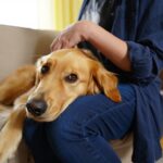 Votre chien pose sa tête sur votre genou et ne bouge plus : ce besoin précis se cache derrière ce geste