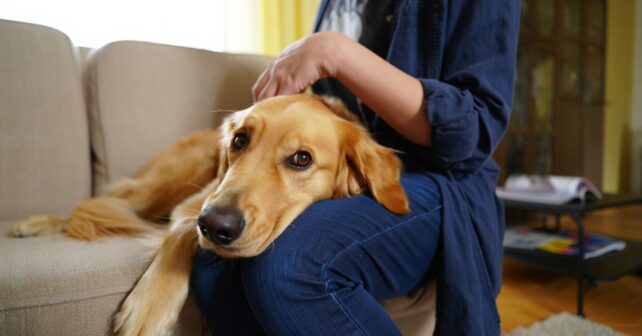 Votre chien pose sa tête sur votre genou et ne bouge plus : ce besoin précis se cache derrière ce geste