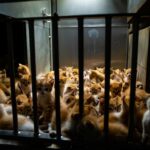 150 chatons cherchent une famille avant la fermeture dʼun élevage : lʼappel se répand sur les réseaux