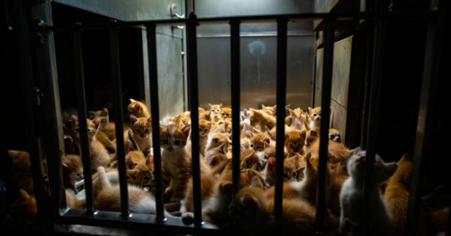 150 chatons cherchent une famille avant la fermeture dʼun élevage : lʼappel se répand sur les réseaux