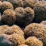 L'Espagne doit étendre la protection stricte de la mer pour restaurer la biodiversité, exige Oceana