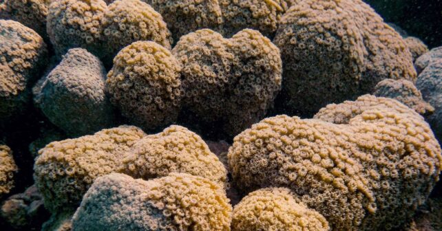 España debe ampliar la protección estricta del mar para restaurar la biodiversidad