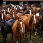 60 chevaux cherchent un pré en urgence avant la fermeture dʼun centre équestre en faillite