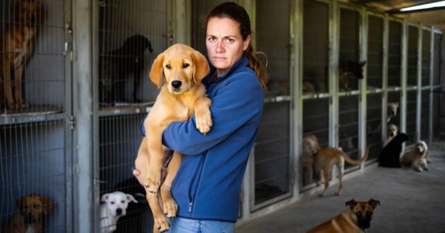 70 chiens cherchent une famille avant la fermeture définitive de leur refuge : lʼappel déchirant dʼune bénévole