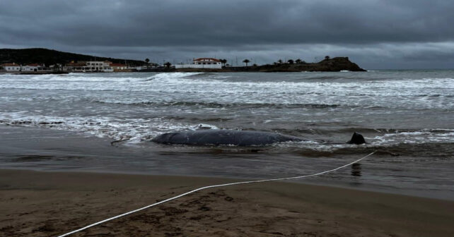 Zifios varados en el mar de Alborán: ANSE reclama más medidas para proteger a esta especie amenazada