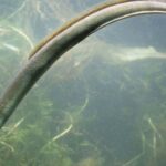 Bien qu’il ne soit pas menacé d’extinction, les environnementalistes mettent en garde contre sa forte menace lorsque les rivières s’assèchent en été et demandent que des mesures soient prises avant qu’il ne soit trop tard.