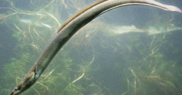 Aunque no está en peligro de extinción, los ecologistas avisan de su elevada amenaza cuando los ríos se secan en verano y piden actuar antes de que sea demasiado tarde