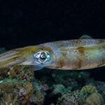 C'est l'un des animaux les plus intelligents de la planète, avec autant de neurones qu'un chien, mais une étude révèle que son cerveau pourrait rétrécir de près de 50 % à cause de l'acidification des océans.