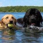 Ces 5 races de chiens ont une obsession pour l'eau et ce n'est pas à cause de leur caractère, c'est à cause de leur génétique : ils ont des membranes entre les doigts, un pelage imperméable et un instinct hérité de leurs ancêtres.