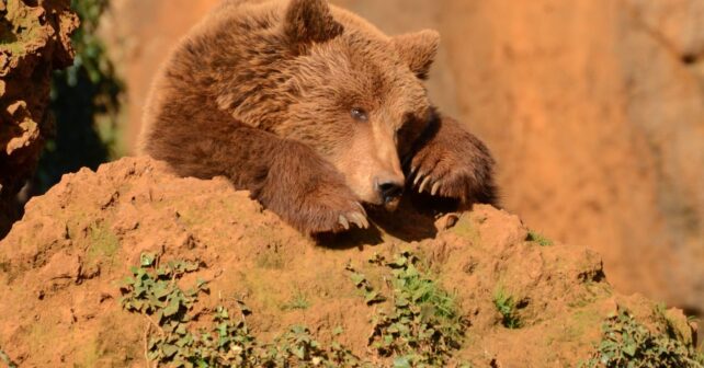 Calor y osos pardos cantábricos: los bosques se convierten en refugios clave frente al cambio climático