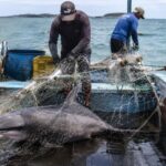 Des chercheurs attachent des bouteilles en plastique recyclées à des filets de pêche pour réduire de 88 % les captures accidentelles de dauphins