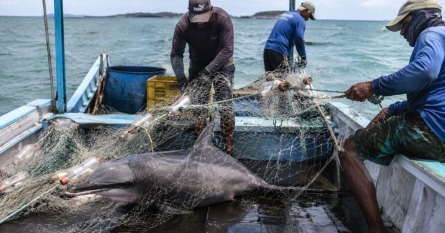 Investigadores están atando botellas de plástico recicladas a las redes de pesca para reducir un 88% la captura accidental de delfines