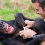 Des scientifiques ont chatouillé un groupe de grands singes pour analyser leur rire et ont découvert que nous partagions le même schéma depuis 15 millions d'années.