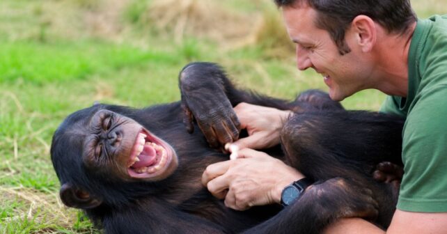 Científicos hicieron cosquillas a un grupo de grandes simios para analizar su risa y descubren que compartimos el mismo patrón desde hace 15 millones de años