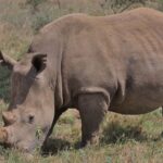 Deux rhinocéros d'il y a 200 000 ans découverts à Barcelone lors d'une découverte exceptionnelle