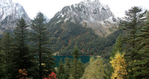 Ecologistas en Acción rechaza el Plan General de Política Forestal 2036 de Cataluña y pide un nuevo modelo de gestión