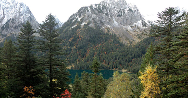 Ecologistas en Acción rechaza el Plan General de Política Forestal 2036 de Cataluña y pide un nuevo modelo de gestión