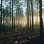 ForestDrought améliore la prévention des incendies de forêt grâce à un nouvel outil développé par CREAF