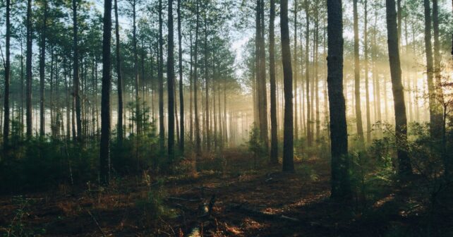 ForestDrought mejora la prevención de incendios forestales gracias a una nueva herramienta desarrollada por el CREAF