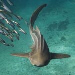 Greenpeace dénonce le silence sur la pêche illégale des requins en Espagne après un mois sans réponses