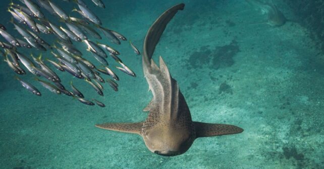 Greenpeace denuncia el silencio sobre la pesca ilegal de tiburones en España tras un mes sin respuestas