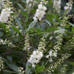 Il suffit de planter cet arbuste sous la fenêtre pour que tout le jardin sente la vanille chaque soir d'été : peu de gens le savent mais c'est l'une des plantes les plus parfumées que l'on puisse avoir chez soi.