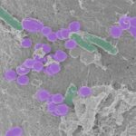 Ils créent une cellule synthétique capable de croître et de se reproduire sans être vivante, selon un nouveau projet