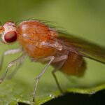 Ils découvrent comment évolue l'œil des insectes après avoir analysé deux espèces séparées par 90 millions d'années