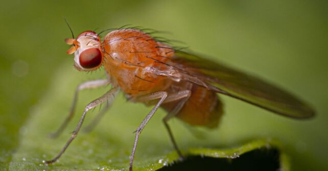 Descubren cómo evoluciona el ojo de los insectos tras analizar dos especies separadas por 90 millones de años
