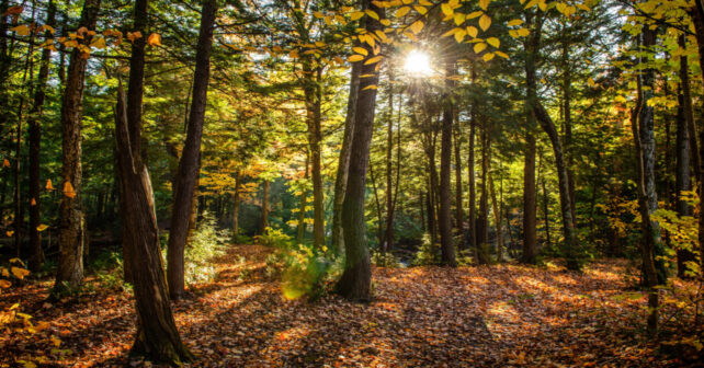 Descubren por qué los árboles pequeños sobreviven en los bosques más antiguos pese a la sombra