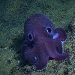 Ils découvrent une mystérieuse pieuvre dans les profondeurs de l'océan et les scientifiques sont d'accord : à presque 100% il pourrait s'agir d'une nouvelle espèce jamais enregistrée