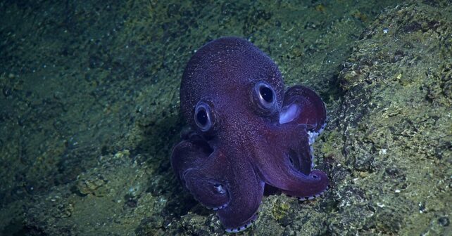 Descubren un misterioso pulpo en las profundidades del océano y los científicos coinciden: casi al 100% podría ser una nueva especie jamás registrada