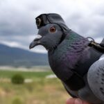 Ils placent une caméra sur la tête d'un pigeon et découvrent un mouvement oculaire jusqu'alors inconnu des biologistes qui pourrait changer la technologie à jamais.