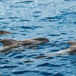 Journée internationale de Vaquita Marina 2026 : il reste moins de 10 spécimens et le temps presse