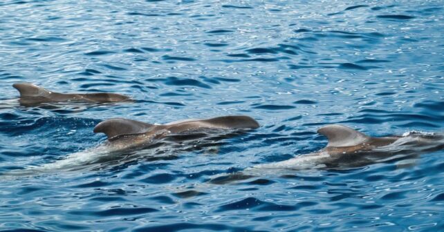 Día Internacional de la Vaquita Marina 2026: quedan menos de 10 ejemplares y el tiempo se agota