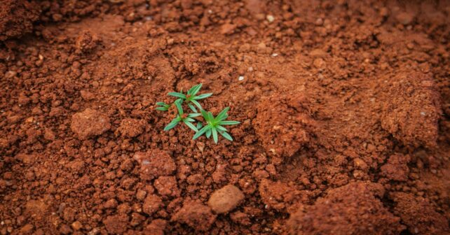 Día Internacional de Conservación del Suelo 2026 en terreno agrícola sostenible
