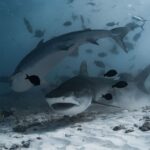 Journée internationale de sensibilisation aux requins 2026 : l'alarme océanique qui ne peut plus être ignorée