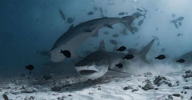 Día Internacional de la Conciencia por los Tiburones 2026: la alarma oceánica que ya no puede ignorarse