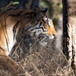 Journée internationale du tigre 2026
