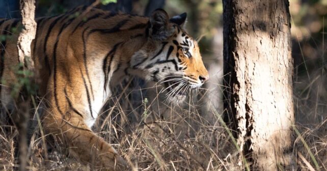 Día Internacional del Tigre 2026