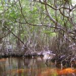 Journée internationale pour la défense de l'écosystème des mangroves 2026