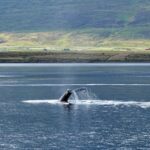 Journée mondiale des baleines et des dauphins 2026 : menaces, conservation et comment aider