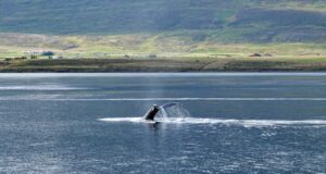 Día Mundial de las Ballenas y los Delfines 2026: amenazas, conservación y cómo ayudar