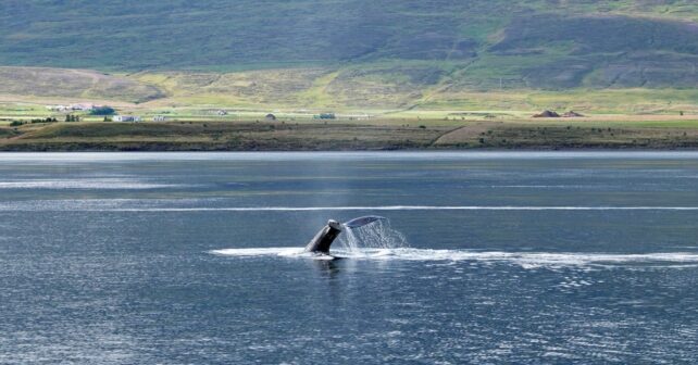 Día Mundial de las Ballenas y los Delfines 2026: amenazas, conservación y cómo ayudar