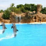 Journée mondiale des dauphins en captivité 2026