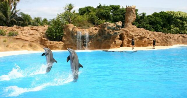 Día Mundial de los Delfines en Cautiverio 2026 con delfines nadando en libertad
