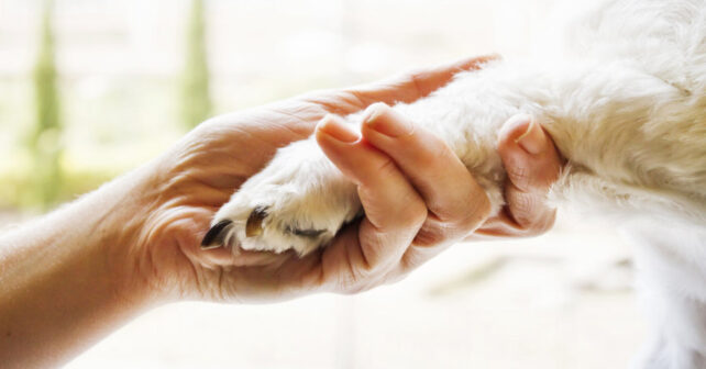 Día Mundial de las Zoonosis 2026 y la relación entre fauna silvestre y salud humana