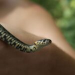 Journée mondiale du serpent 2026 : la vérité sur le reptile le plus incompris